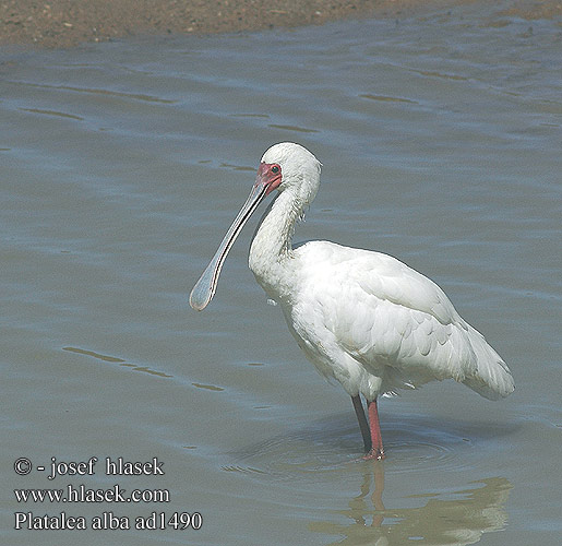 Platalea alba ad1490