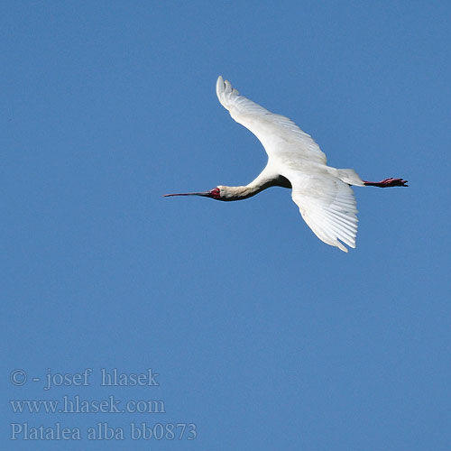 Platalea alba bb0873