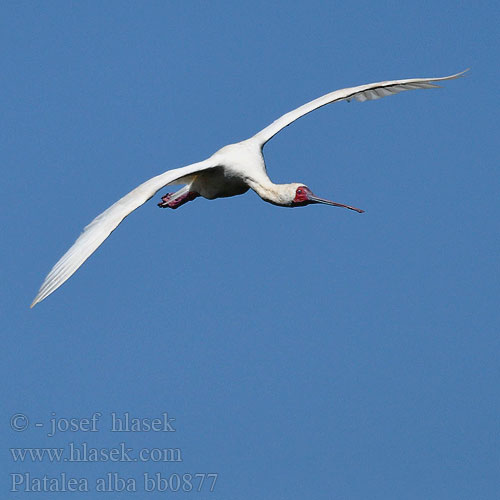 Platalea alba bb0877