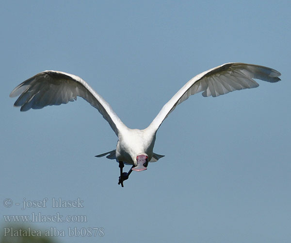 Platalea alba bb0878