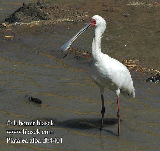 Afrikansk skedstork Lepelaar アフリカヘラサギ