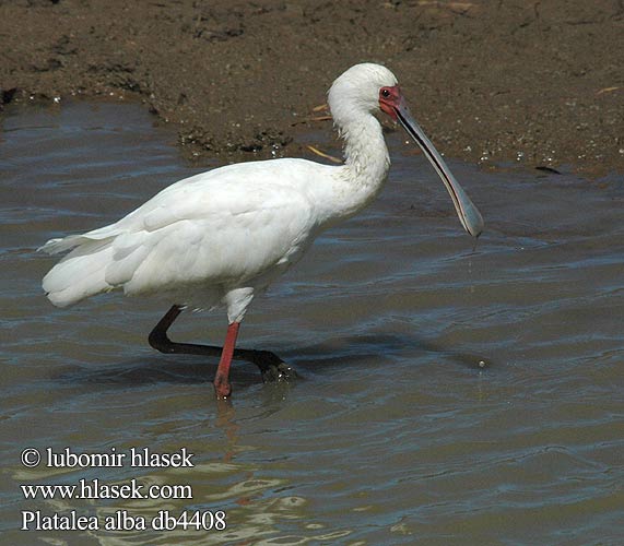 Platalea alba db4408