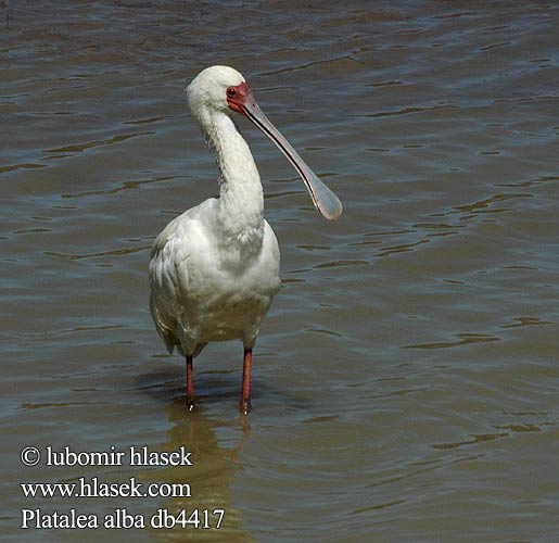 Platalea alba db4417