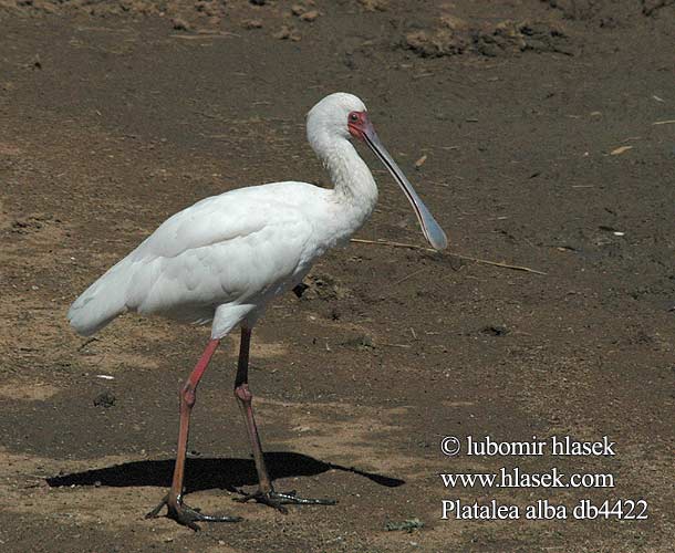 Platalea alba db4422