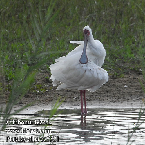 Platalea alba ee2321