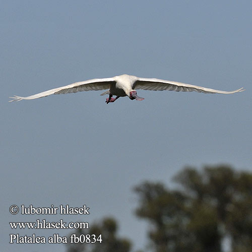 Platalea alba fb0834