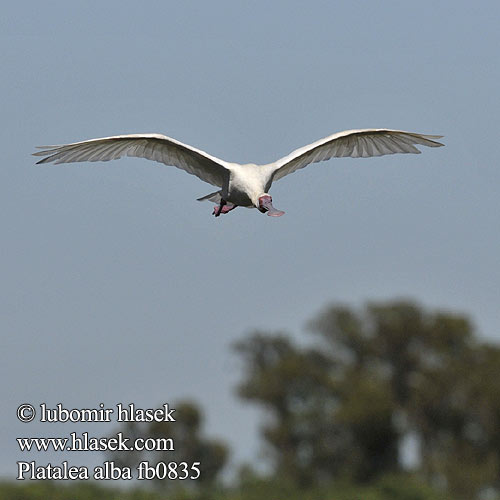 Kolpík africký Espátula Africana Afrikansk skedstork