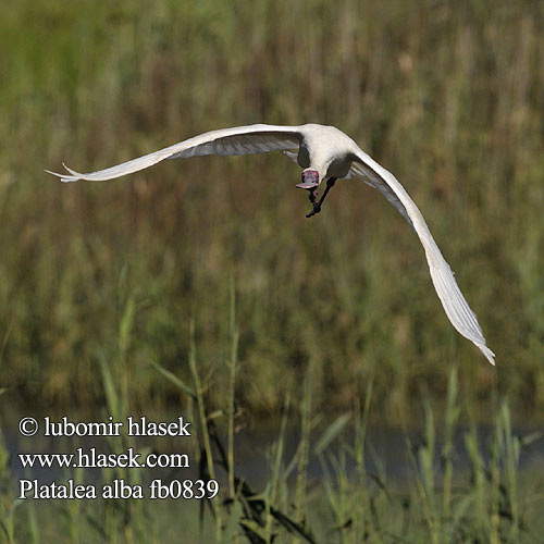 Espátula Africana Afrikansk skedstork Lepelaar