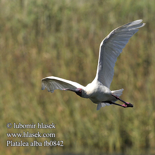 Espátula Africana Afrikansk skedstork Lepelaar