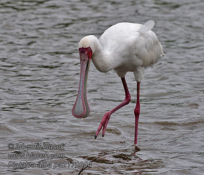 Platalea alba