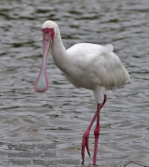 Platalea alba