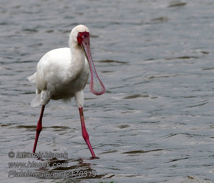 Platalea alba