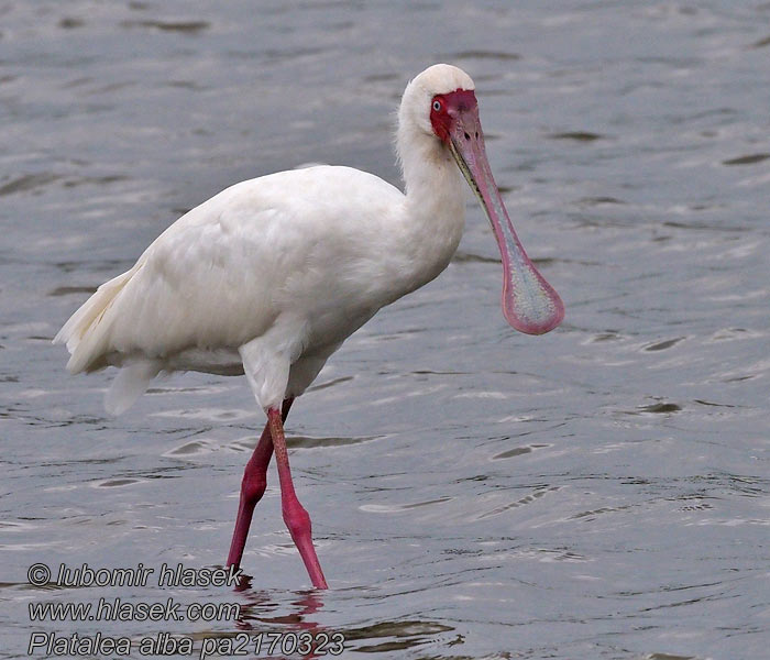 Platalea alba