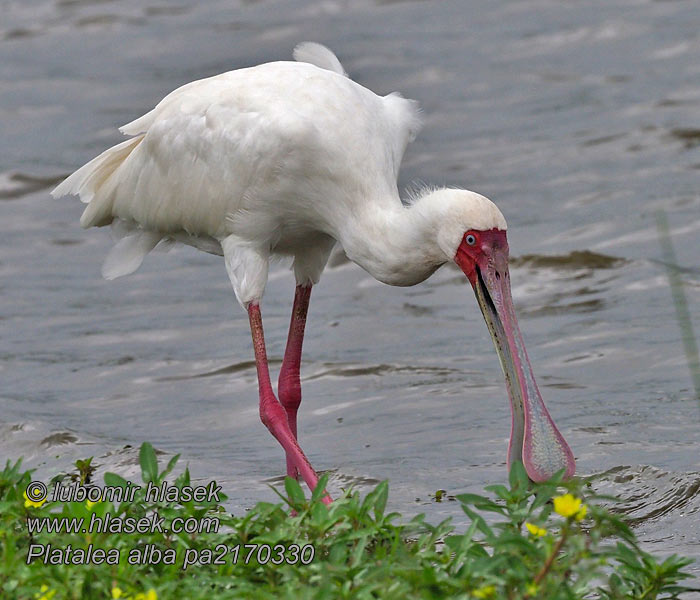 Platalea alba