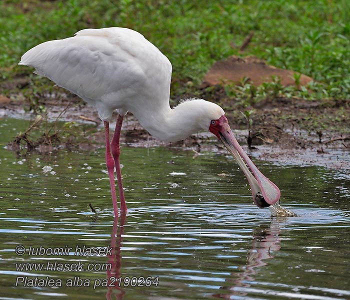 Platalea alba