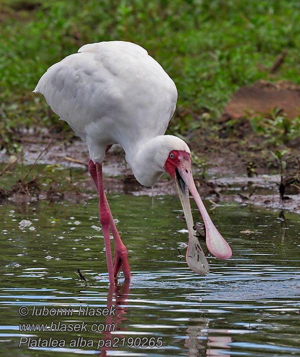 Platalea alba