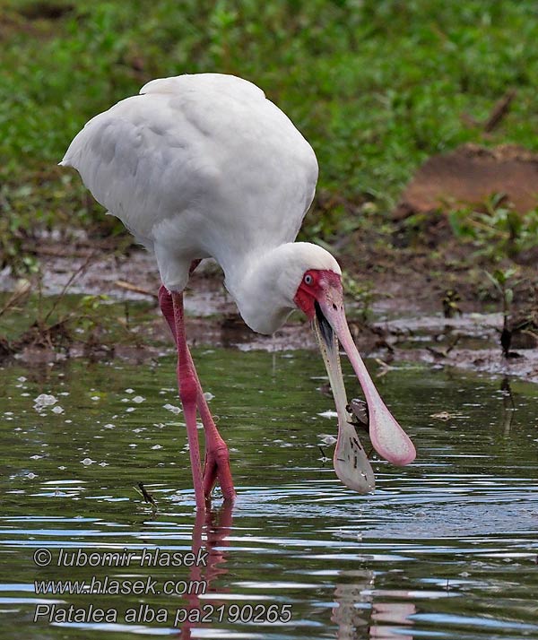 Platalea alba