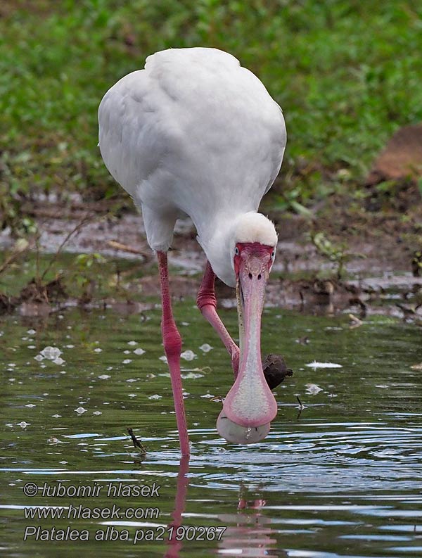 Platalea alba