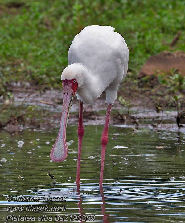 Platalea alba