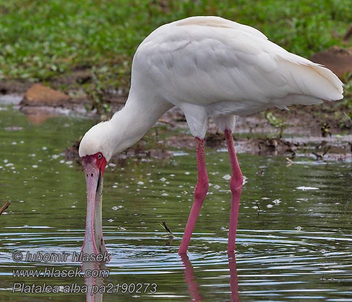 Platalea alba