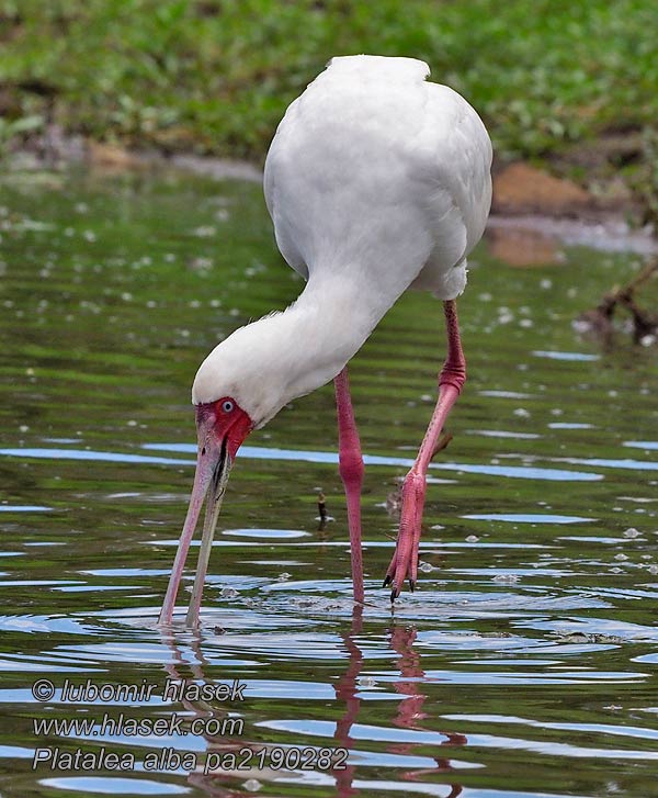 Platalea alba