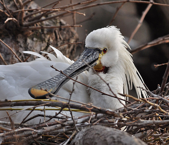 Platalea leucorodia