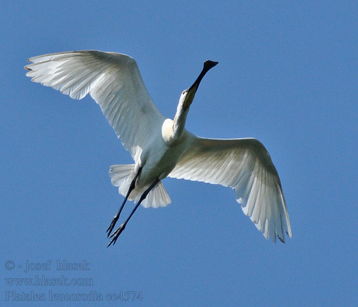 أبو ملعقة Platalea leucorodia