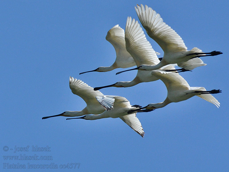 Kaşıkçı Platalea leucorodia