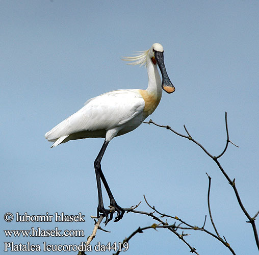 Platalea leucorodia da4419