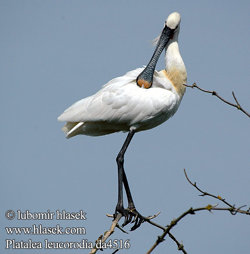 Platalea leucorodia da4516