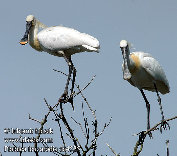 Lyžičiar biely Kolpík bílý Espátula de Eurasia Skedstork