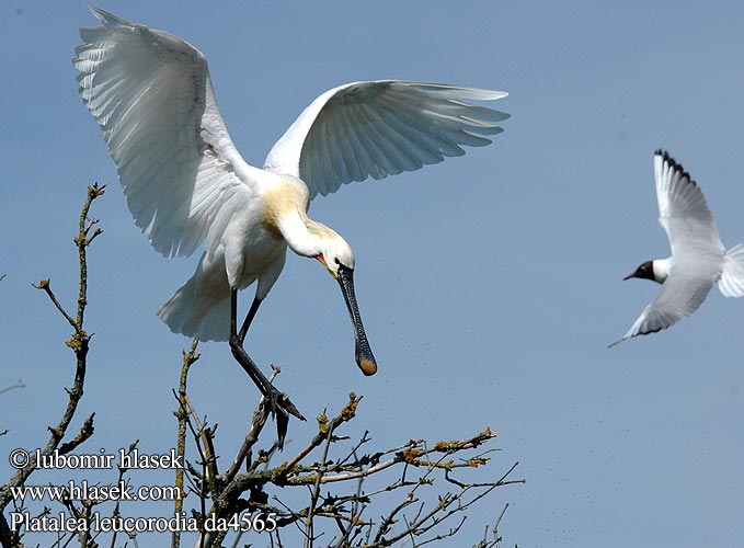 Kaşıkçı כפן Platalea leucorodia Eurasian Spoonbill