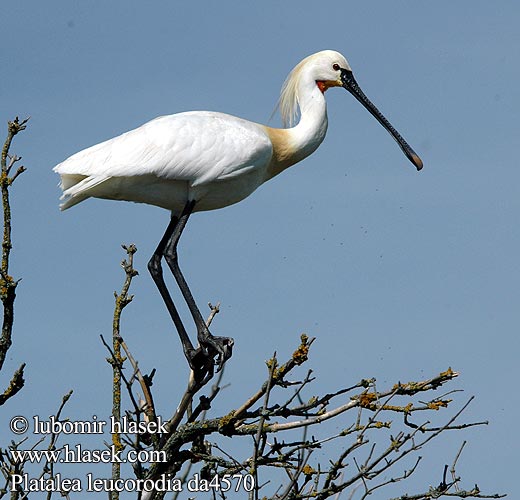 Platalea leucorodia da4570