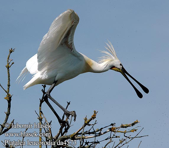 Platalea leucorodia da4573