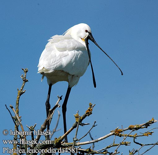 Platalea leucorodia da4581