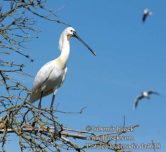 Colhereiro Колпиця Kaşıkçı כפן Platalea leucorodia