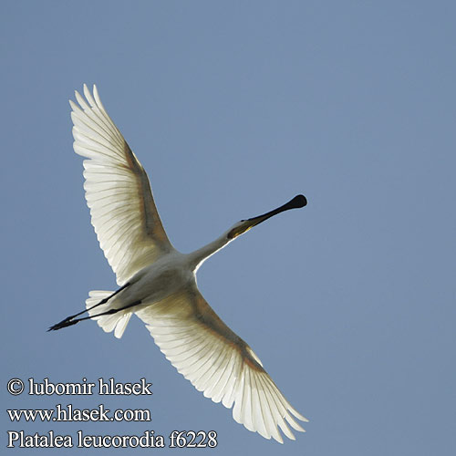 Eurasian Spoonbill Skestork Kapustahaikara eurasian