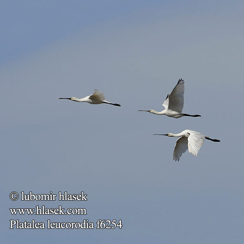 Platalea leucorodia f6254