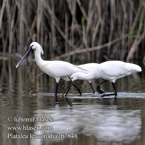 Platalea leucorodia fb7848