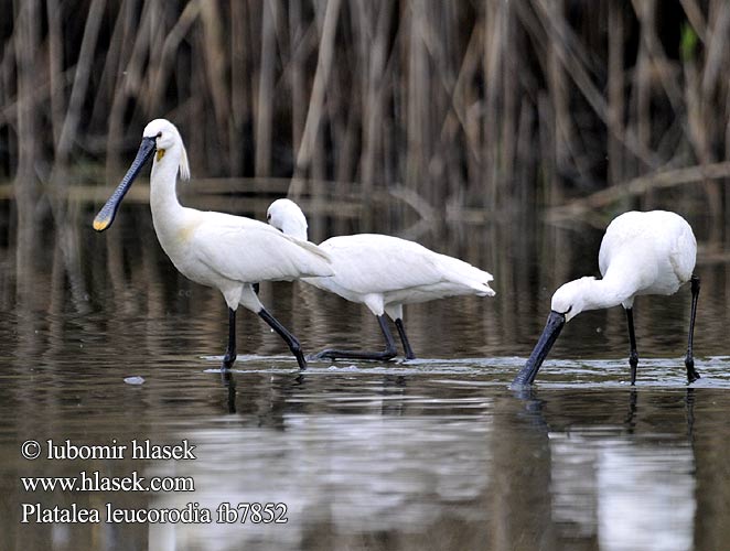 Platalea leucorodia fb7852