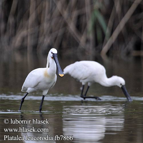 Platalea leucorodia fb7866