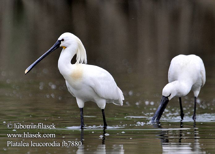 Platalea leucorodia fb7880