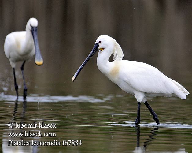 Platalea leucorodia fb7884