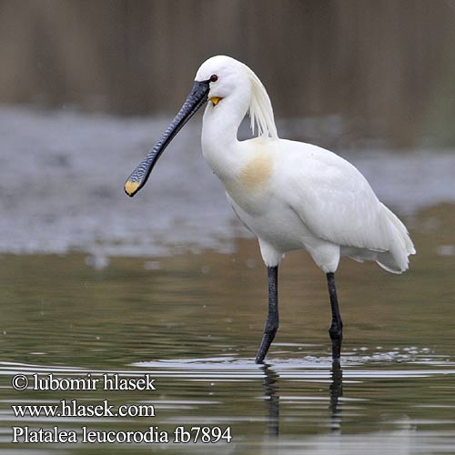 Lyžičiar biely Kolpík bílý Espátula Eurasia Skedstork