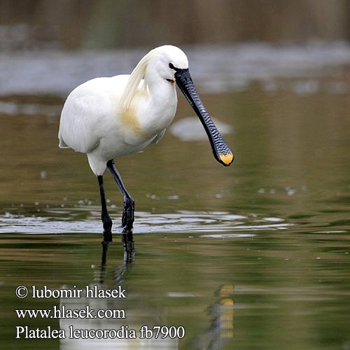 Kolpík bílý Espátula Eurasia Skedstork 白琵鷺