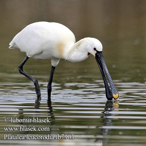 Espátula Eurasia Skedstork 白琵鷺 Колпица