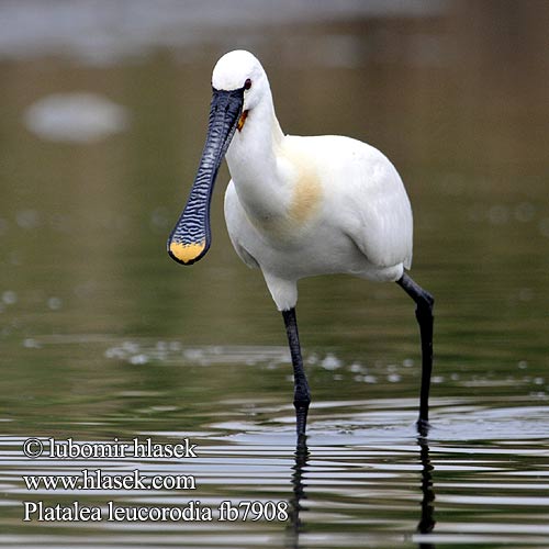 Platalea leucorodia fb7908