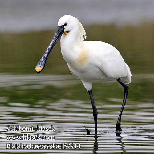 Platalea leucorodia fb7914