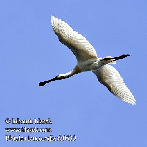 Platalea leucorodia fc0539