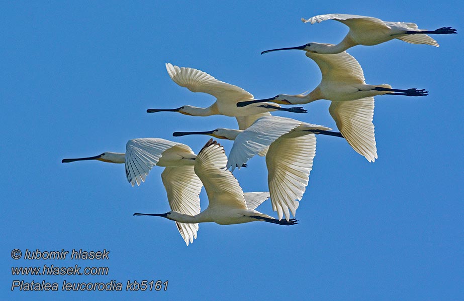 Eurasian Spoonbill Platalea leucorodia